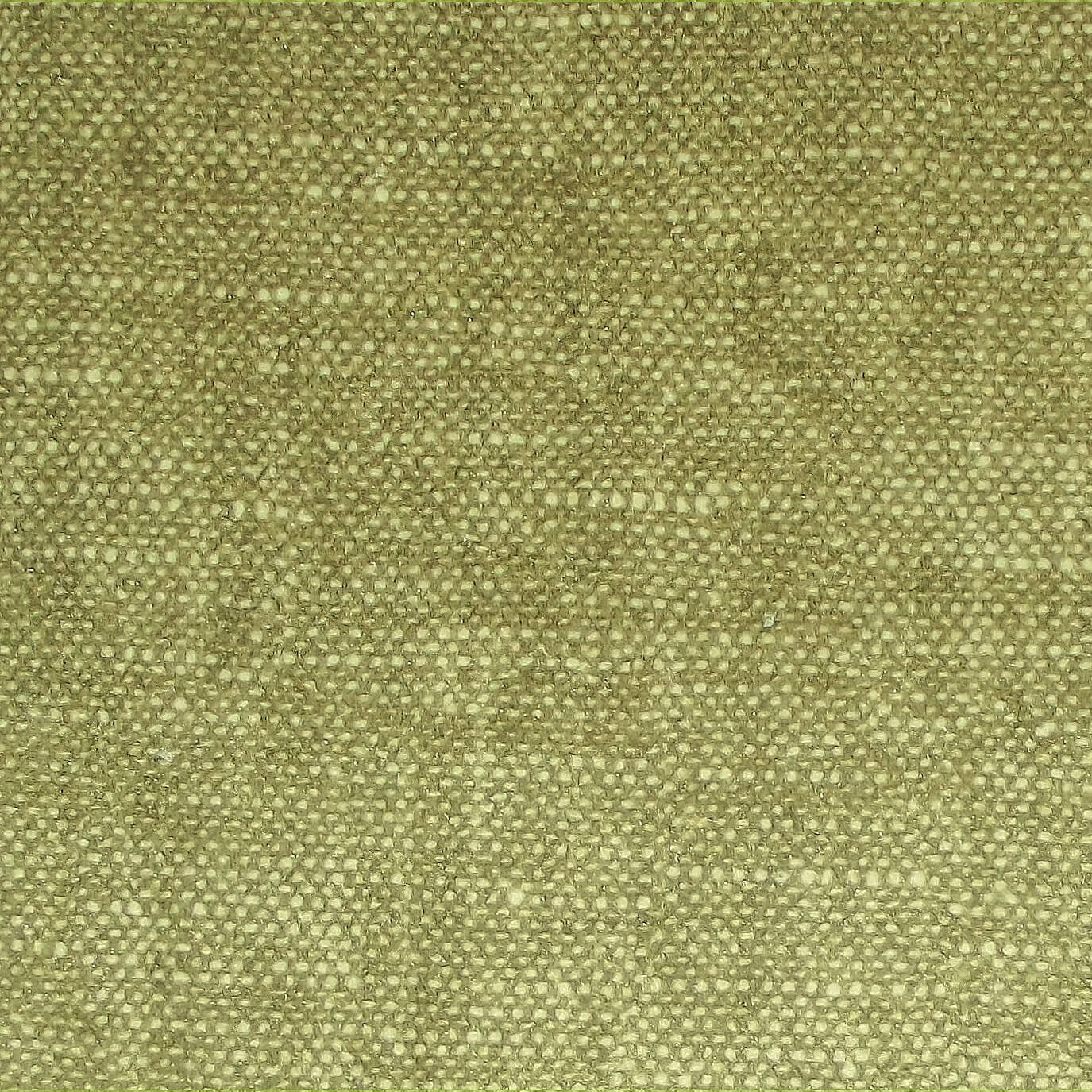 Raffles Lichen